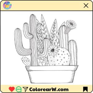 Cactus