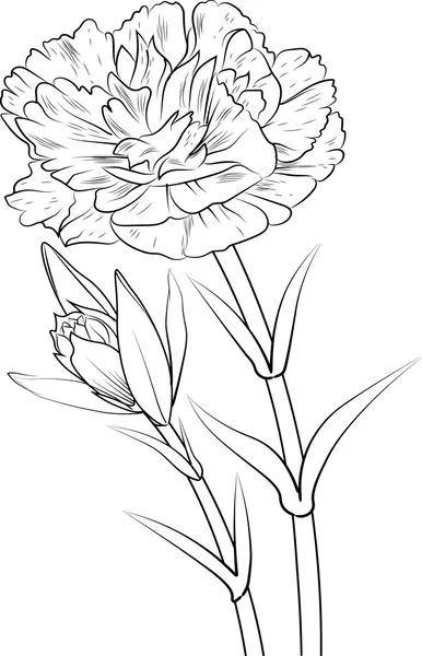 Clavel 19 Clavel para Colorear 10