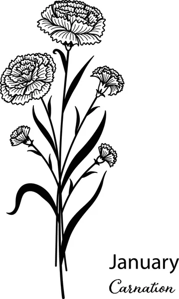 Clavel 20 Clavel para Colorear 11