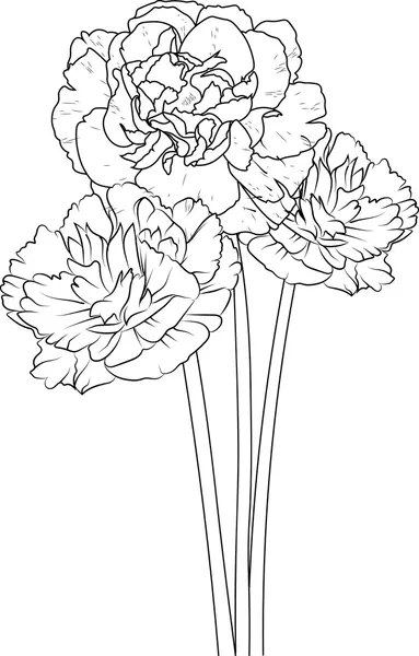 Clavel 25 Clavel para Colorear 16