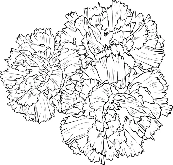 Clavel 26 Clavel para Colorear 17