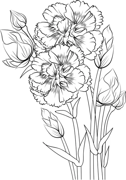 Clavel 33 Clavel para Colorear 24