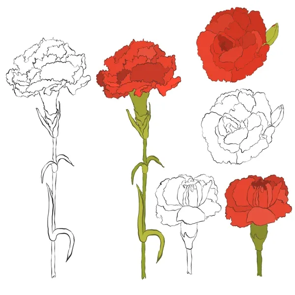 Clavel 38 Clavel para Colorear 29