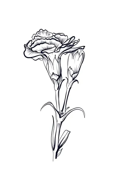 Clavel 53 Clavel para Colorear 44
