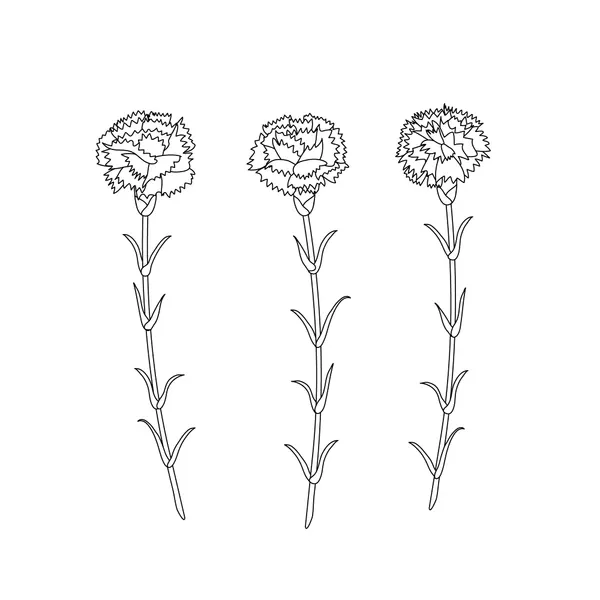 Clavel 56 Clavel para Colorear 47