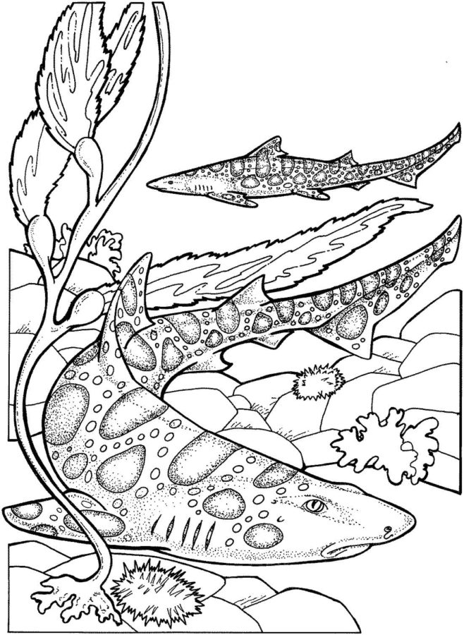 Tiburones 14 Tiburones para Colorear 1
