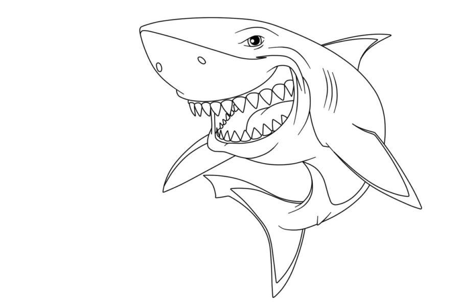 Tiburones 113 Tiburones para Colorear 101