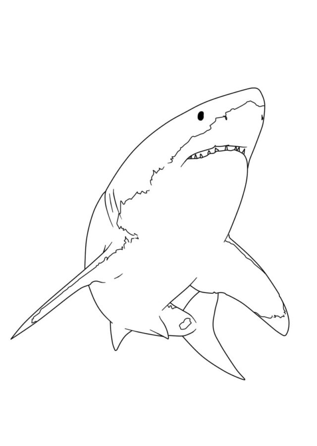 Tiburones 116 Tiburones para Colorear 104