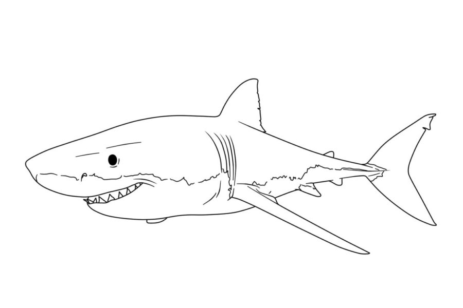 Tiburones 120 Tiburones para Colorear 108