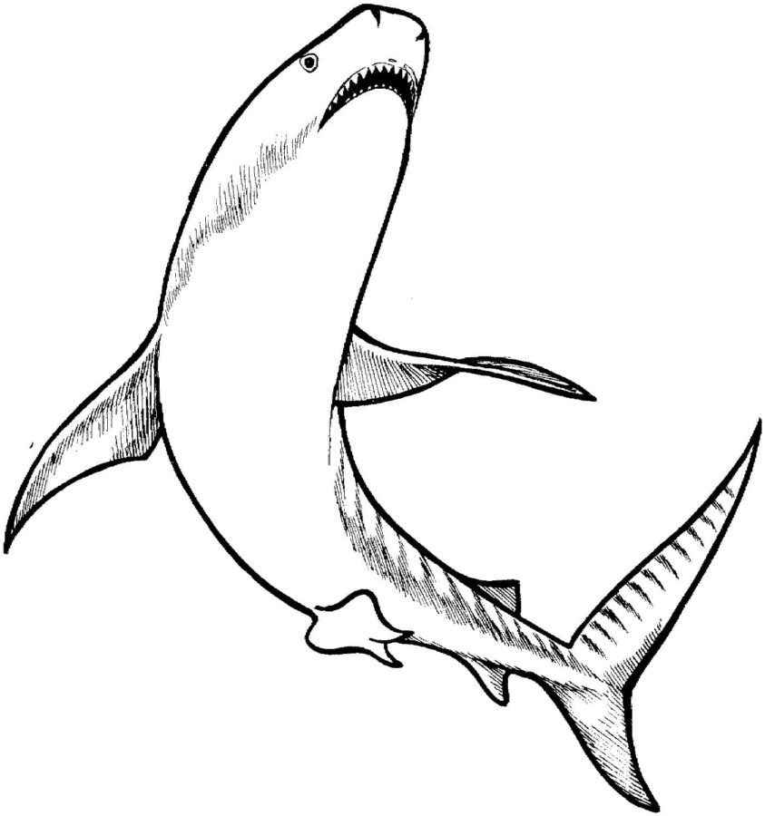 Tiburones 25 Tiburones para Colorear 12