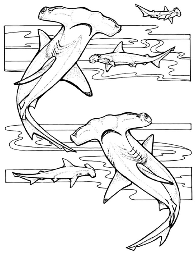 Tiburones 26 Tiburones para Colorear 13