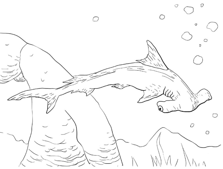 Tiburones 29 Tiburones para Colorear 16