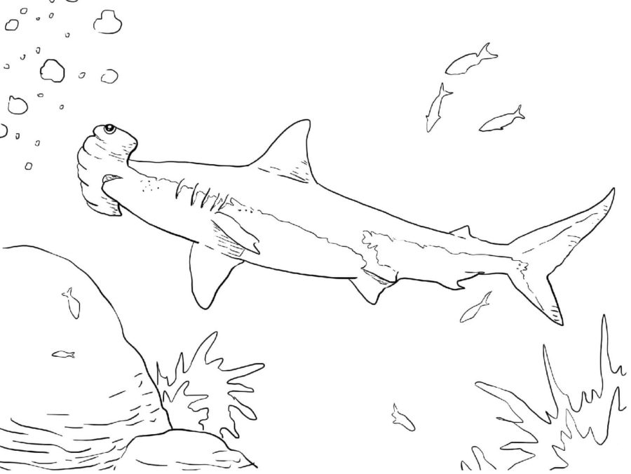 Tiburones 31 Tiburones para Colorear 18