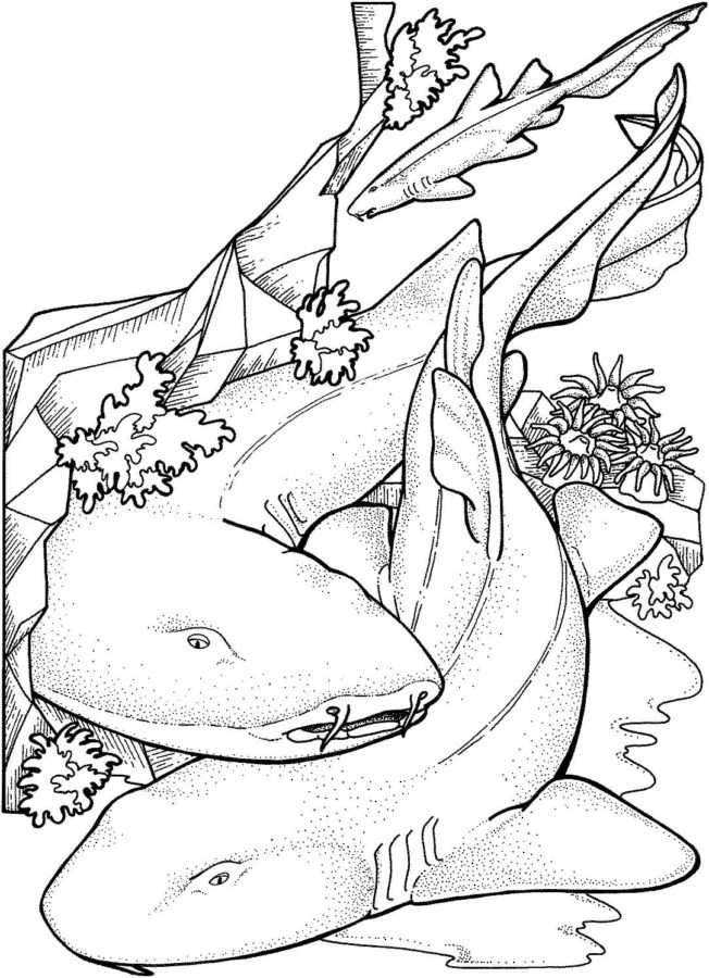 Tiburones 16 Tiburones para Colorear 3