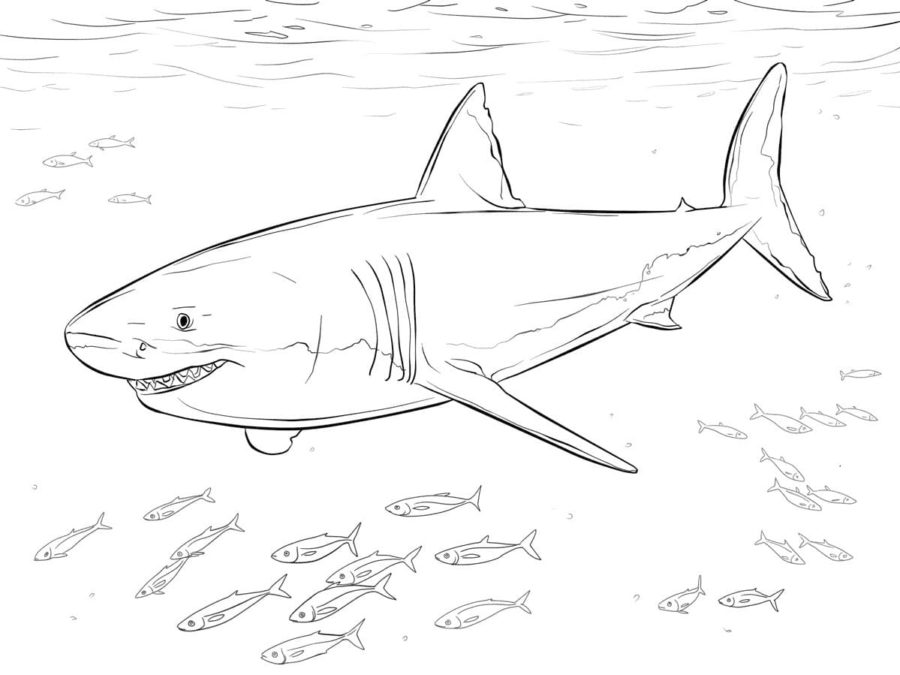 Tiburones 64 Tiburones para Colorear 51