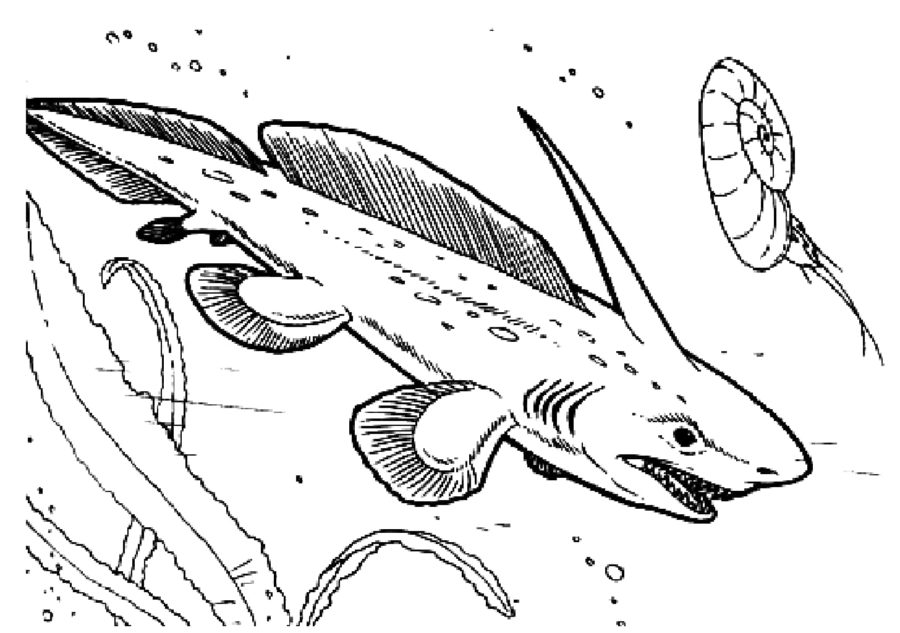 Tiburones 66 Tiburones para Colorear 53