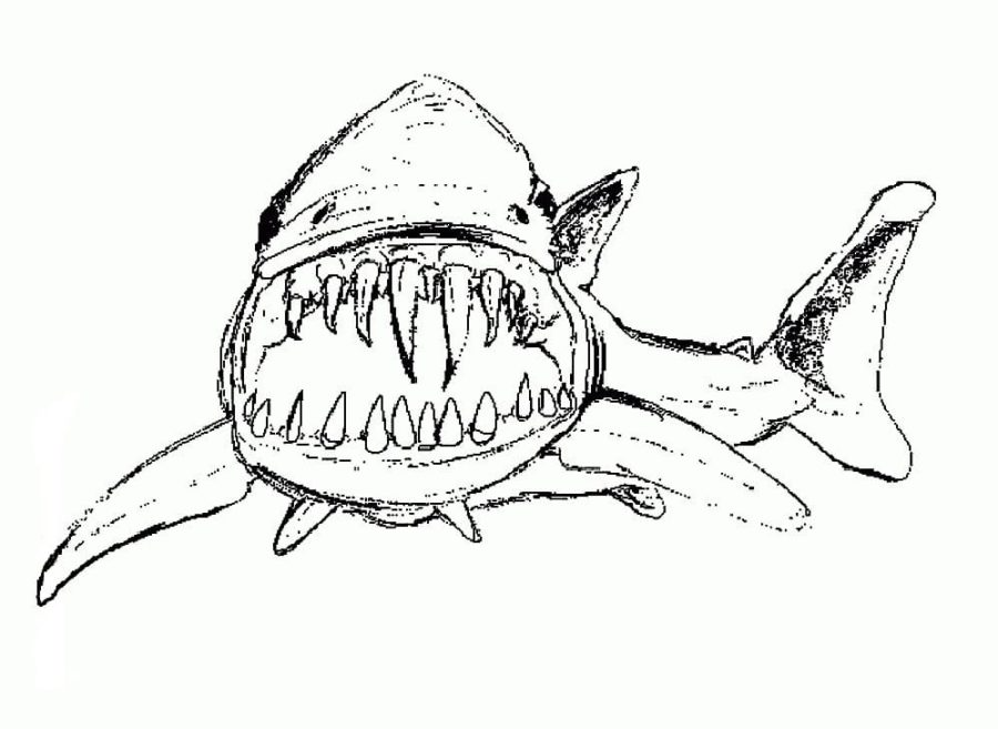 Tiburones 72 Tiburones para Colorear 59