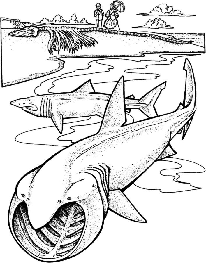 Tiburones 19 Tiburones para Colorear 6