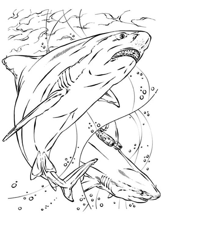 Tiburones 73 Tiburones para Colorear 60