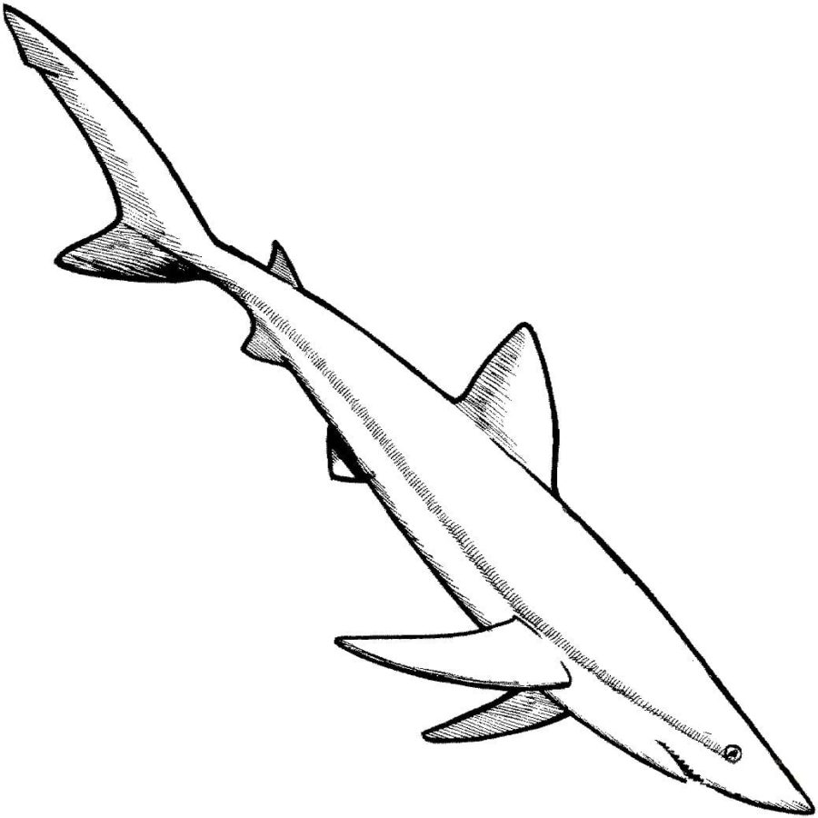 Tiburones 74 Tiburones para Colorear 61
