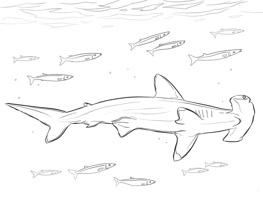 Tiburones 75 Tiburones para Colorear 62