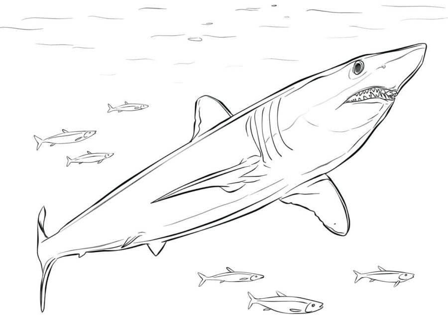 Tiburones 79 Tiburones para Colorear 66