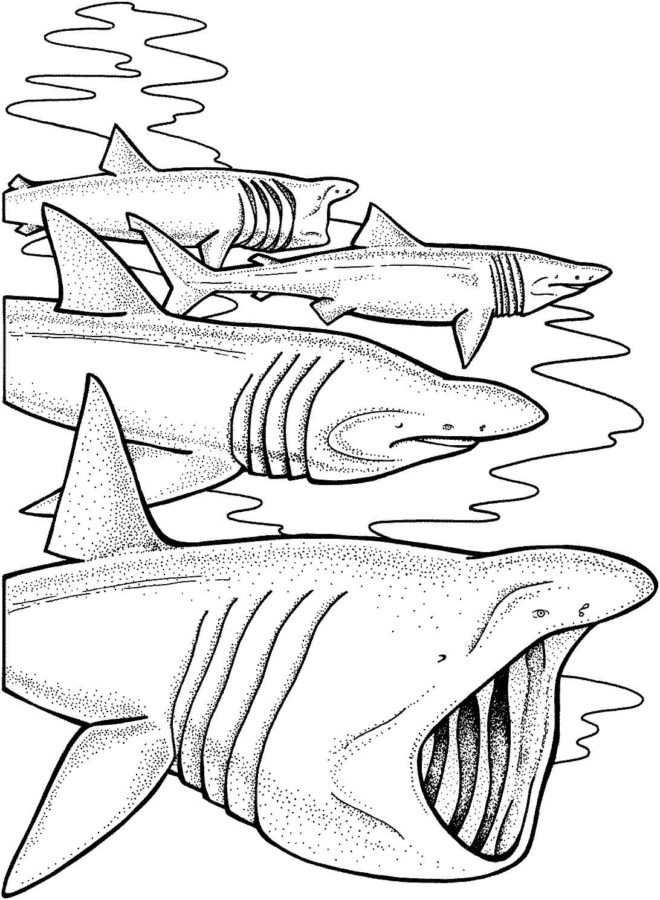 Tiburones 20 Tiburones para Colorear 7