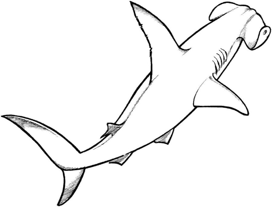 Tiburones 84 Tiburones para Colorear 71