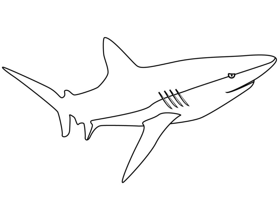 Tiburones 88 Tiburones para Colorear 75