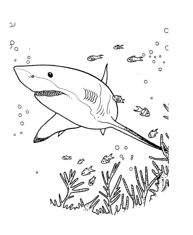 Tiburones 89 Tiburones para Colorear 76