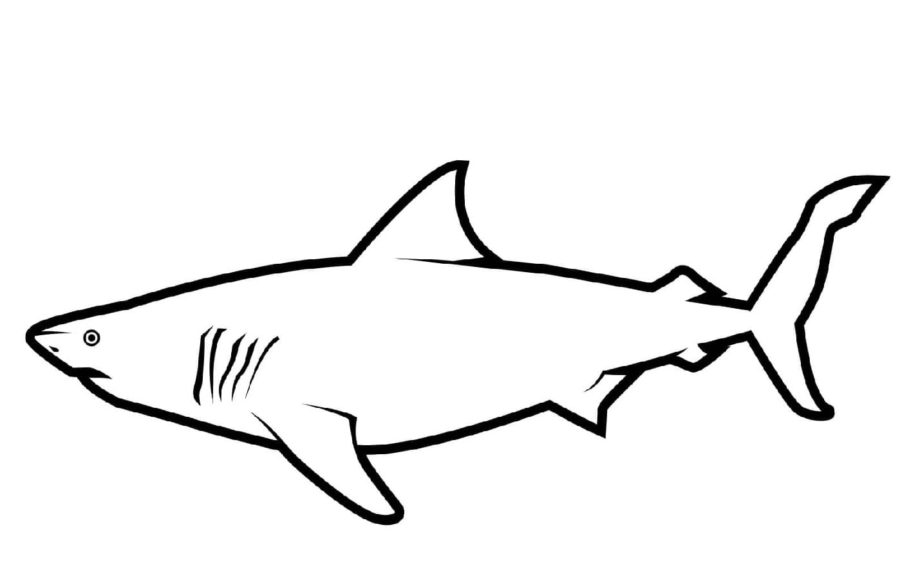Tiburones 90 Tiburones para Colorear 78