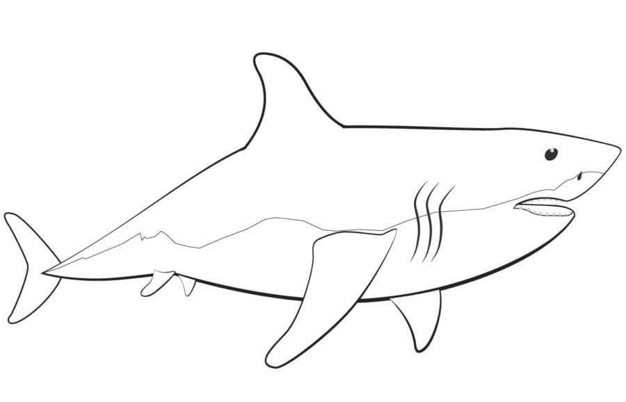 Tiburones 91 Tiburones para Colorear 79
