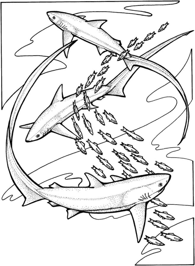 Tiburones 21 Tiburones para Colorear 8