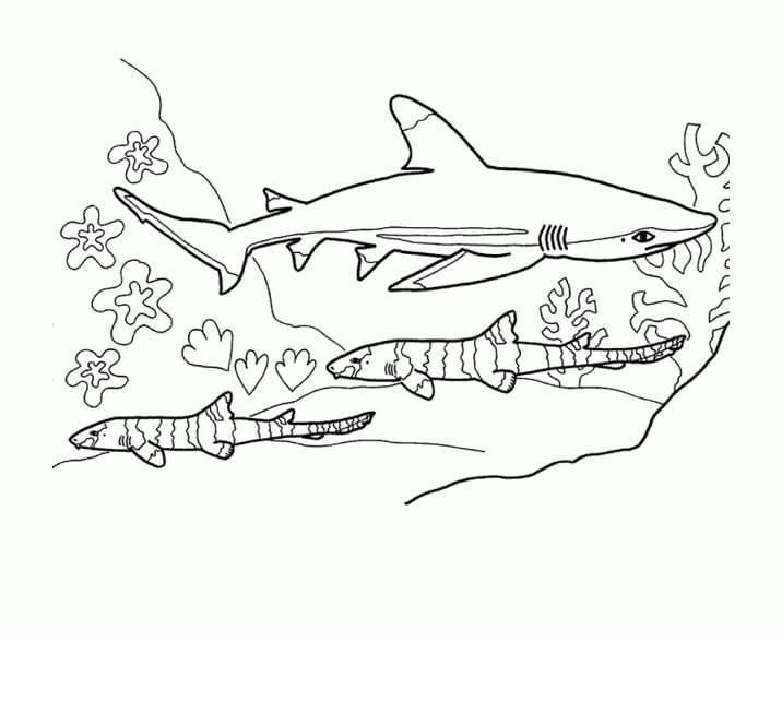 Tiburones 92 Tiburones para Colorear 80