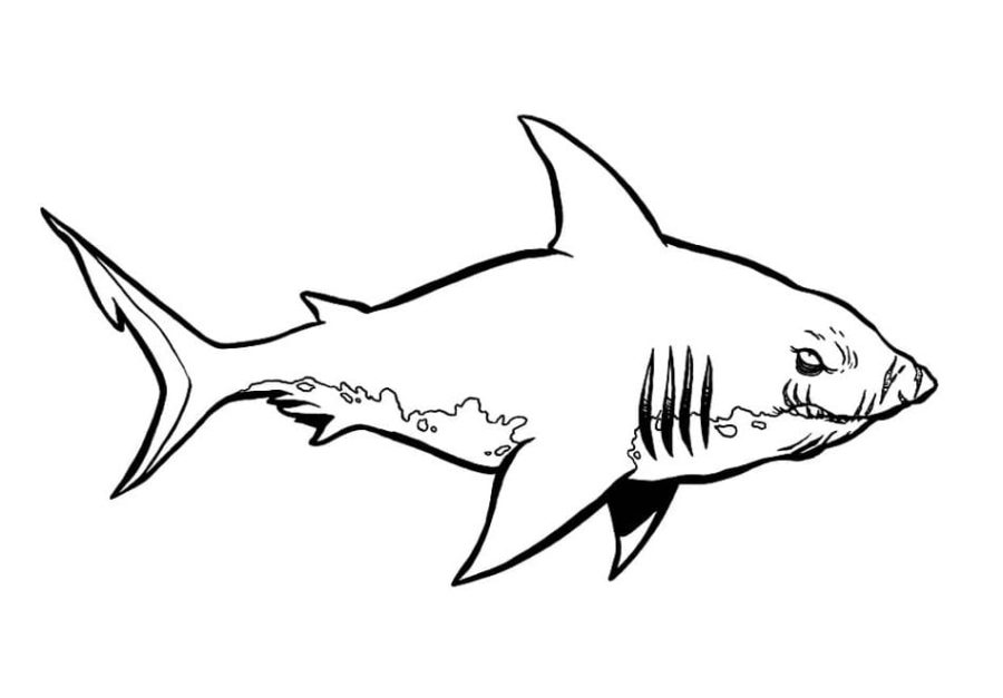 Tiburones 93 Tiburones para Colorear 81