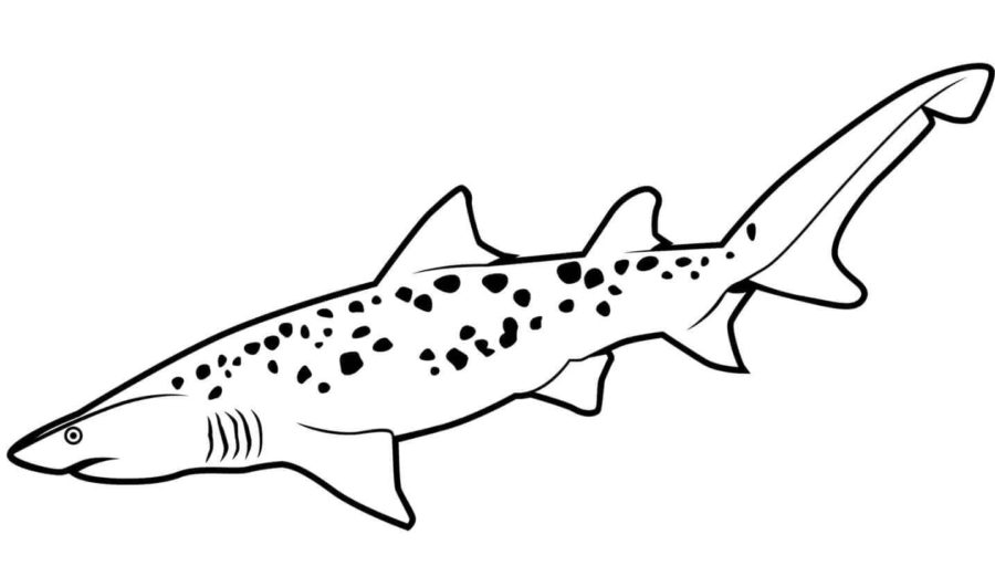 Tiburones 100 Tiburones para Colorear 88
