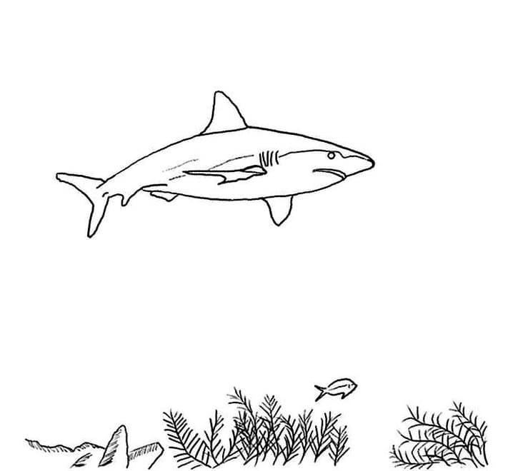 Tiburones 101 Tiburones para Colorear 89