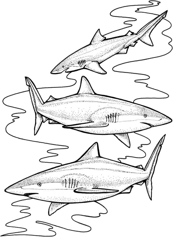 Tiburones 22 Tiburones para Colorear 9