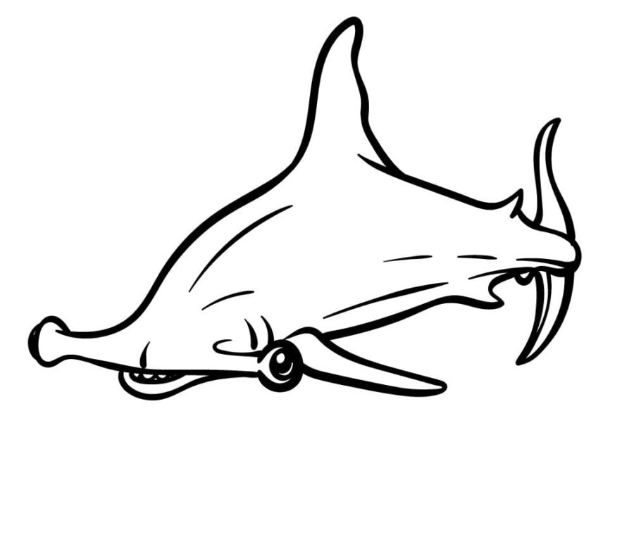 Tiburones 104 Tiburones para Colorear 92