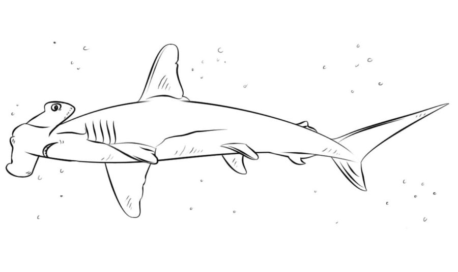 Tiburones 109 Tiburones para Colorear 97