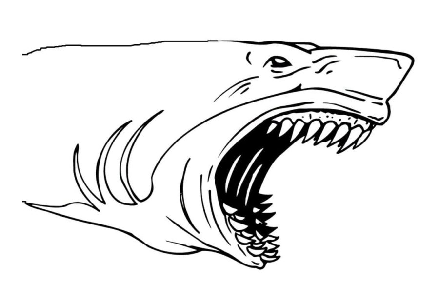 Tiburones 110 Tiburones para Colorear 98