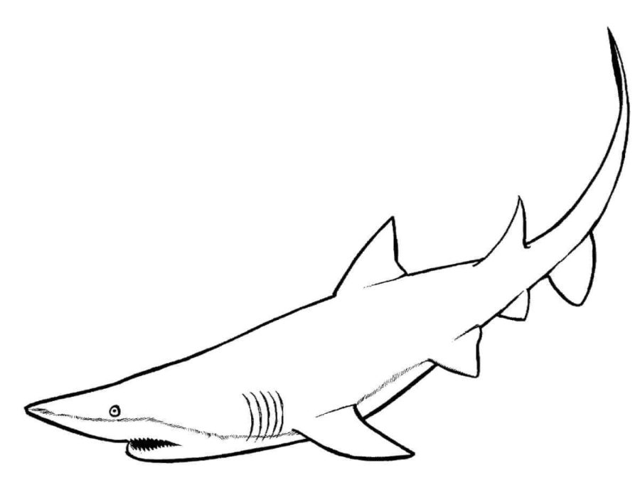 Tiburones 111 Tiburones para Colorear 99