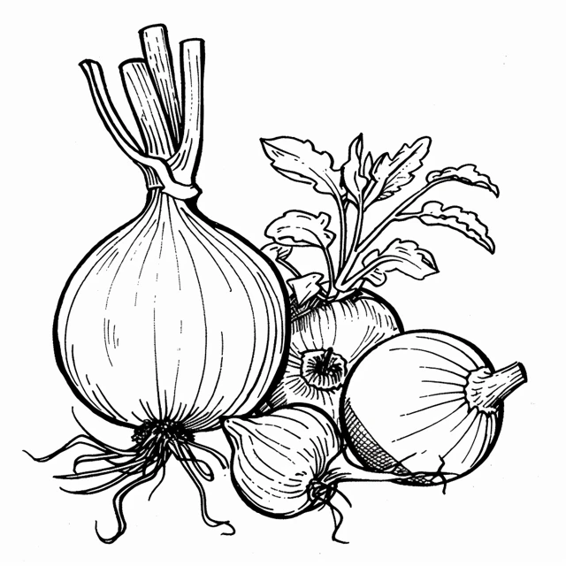 Cebolla 9 páginas para colorear para adultos Cebolla y otras verduras