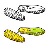 Ausmalbilder Seiten kostenlos Elote Ausmalbilder 4