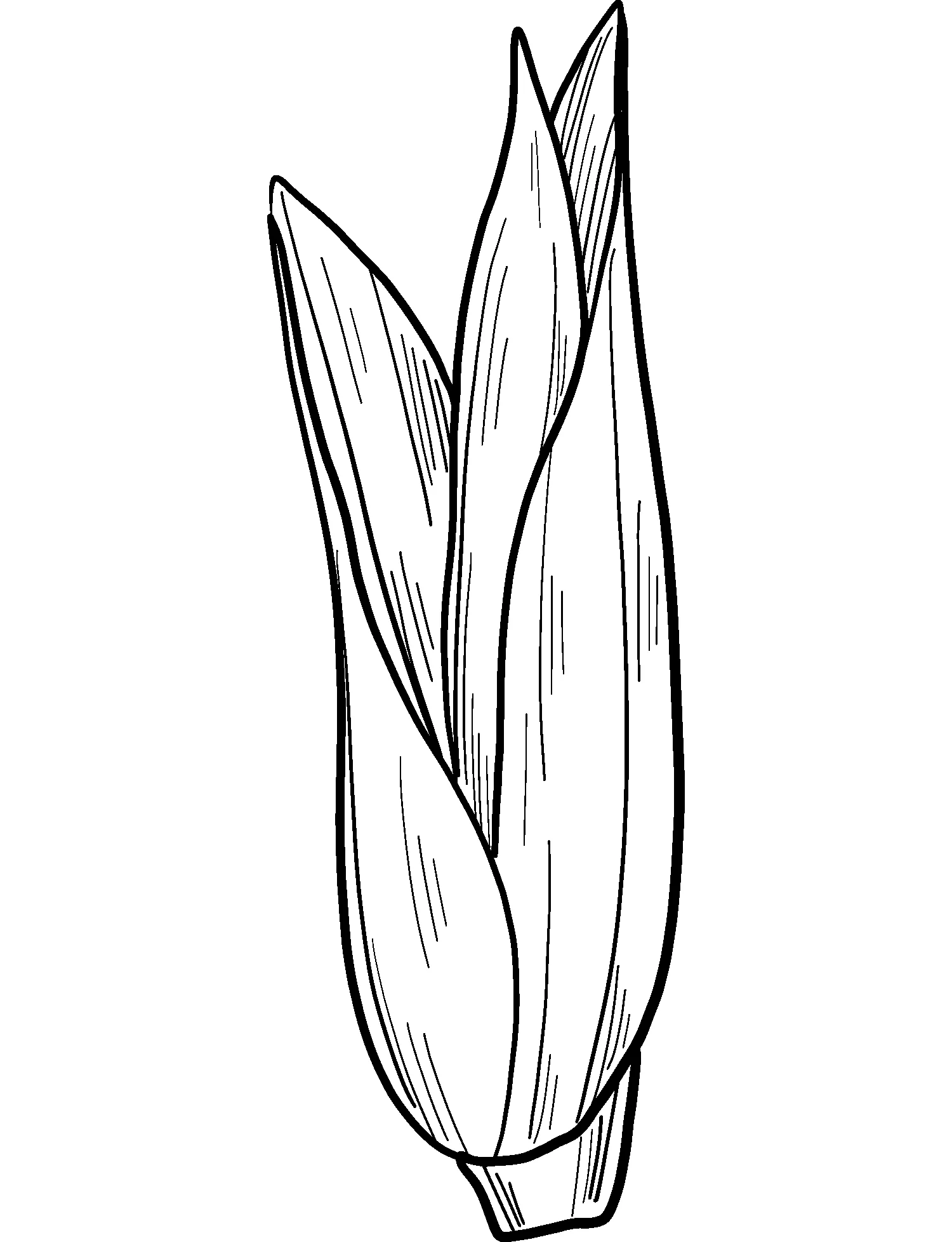 Zeichnungen Ausmalbilder Elote Ausmalbilder