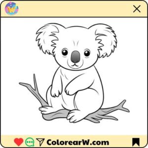 Koala