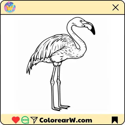 Flamencos para colorear thumbnail