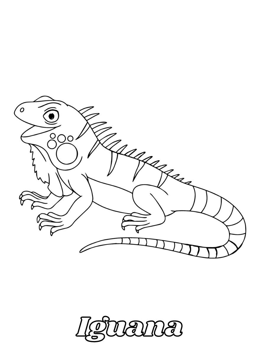 Iguana 44 Iguana páginas para colorear pdf