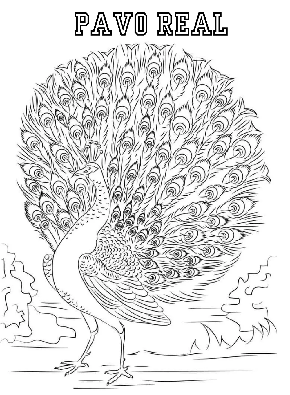Pavo Real 38 Pavo real para colorear dibujos para colorear 1