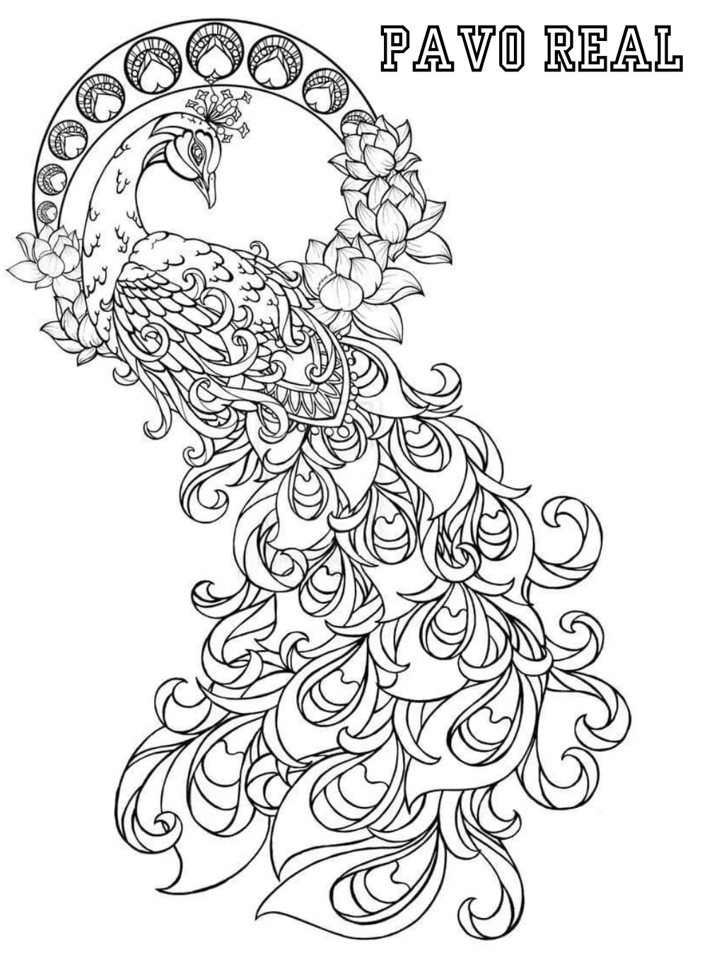Pavo Real 40 Pavo real para colorear páginas para colorear para adultos pdf